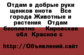 Отдам в добрые руки щенков енота. - Все города Животные и растения » Отдам бесплатно   . Кировская обл.,Красное с.